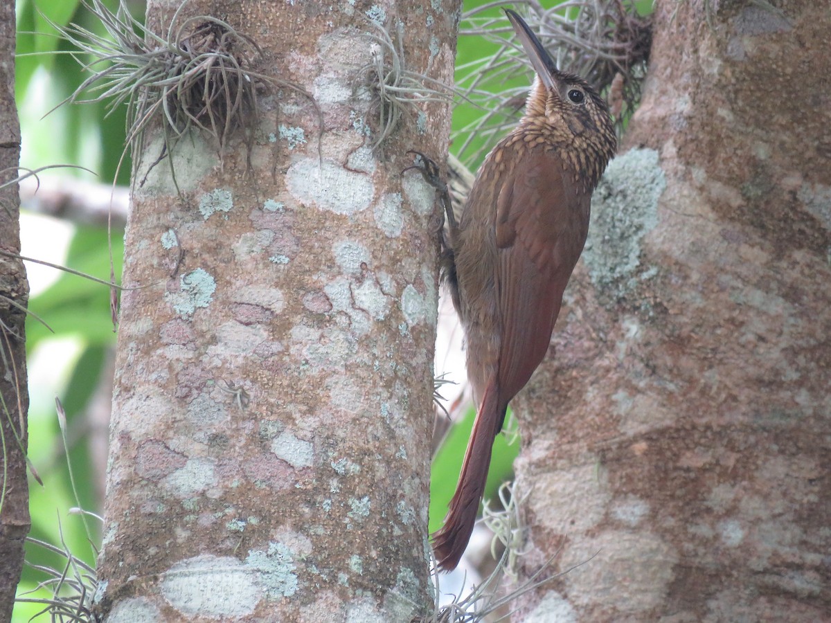 Cocoa Woodcreeper - ML500077151