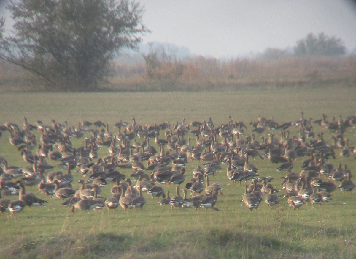 Greater White-fronted Goose - ML500077631