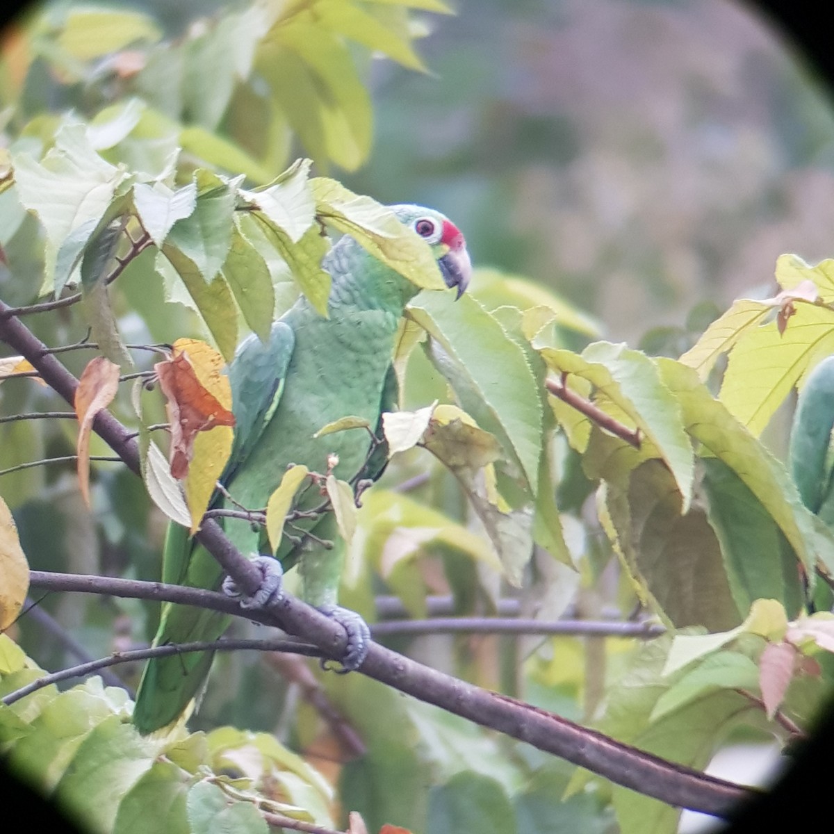 Red-lored Amazon - ML500080161