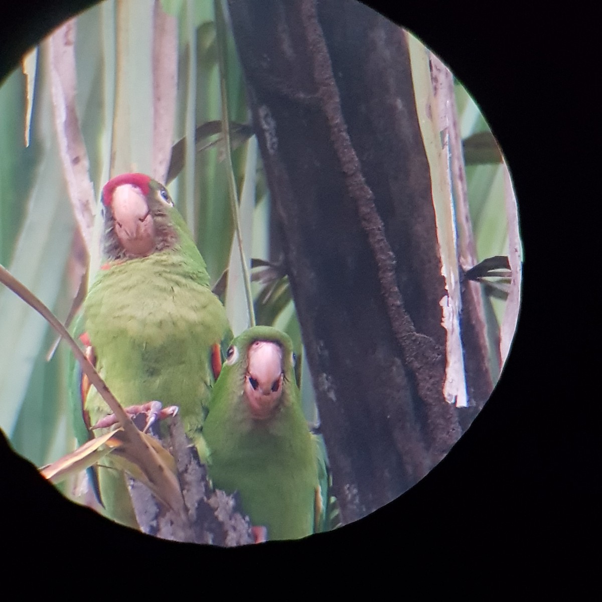 Crimson-fronted Parakeet - ML500080241