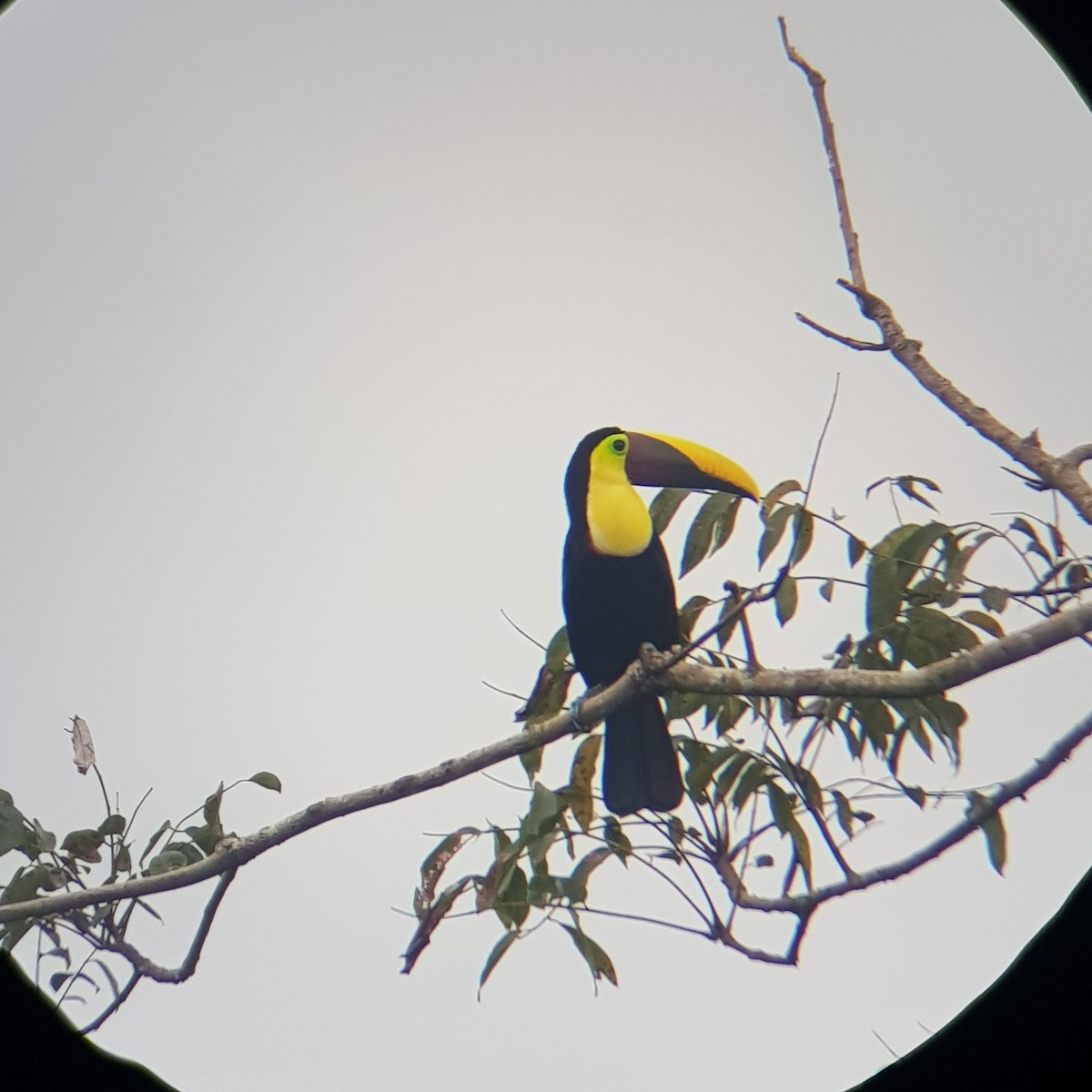 Yellow-throated Toucan - ML500080541
