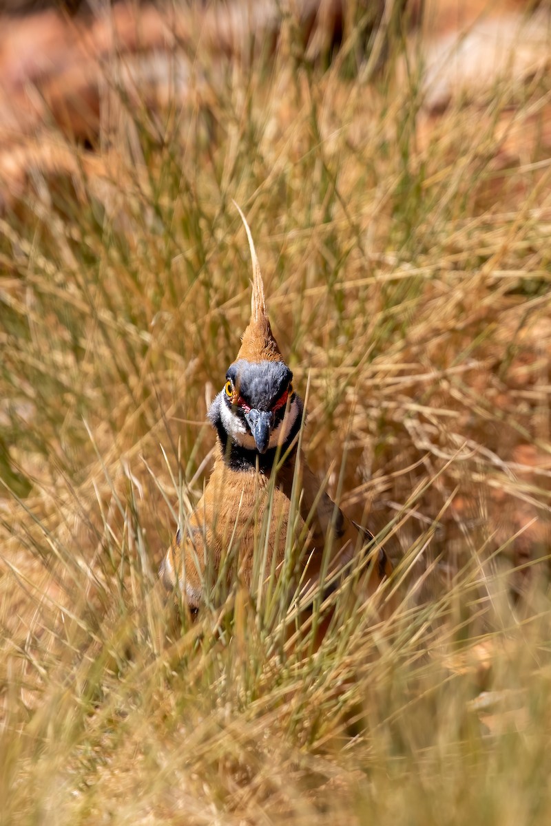 Spinifex Pigeon - ML500081061