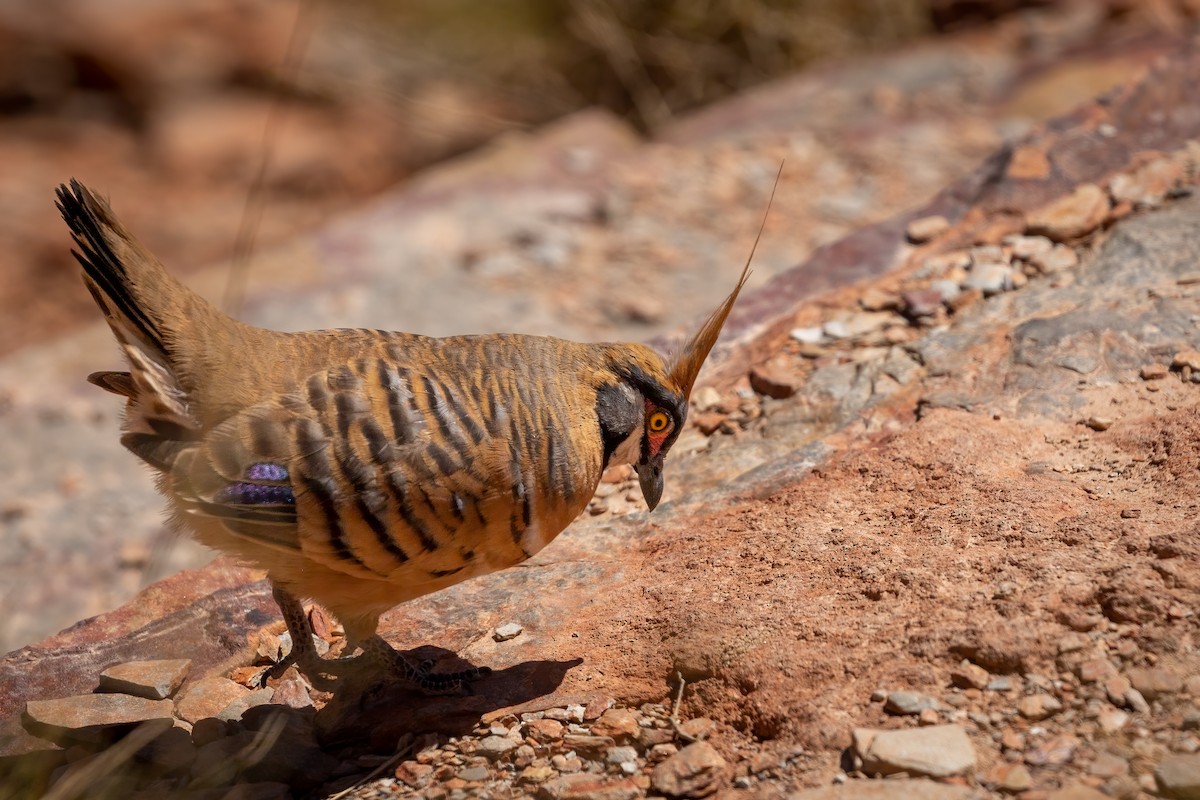 Spinifex Pigeon - ML500081071