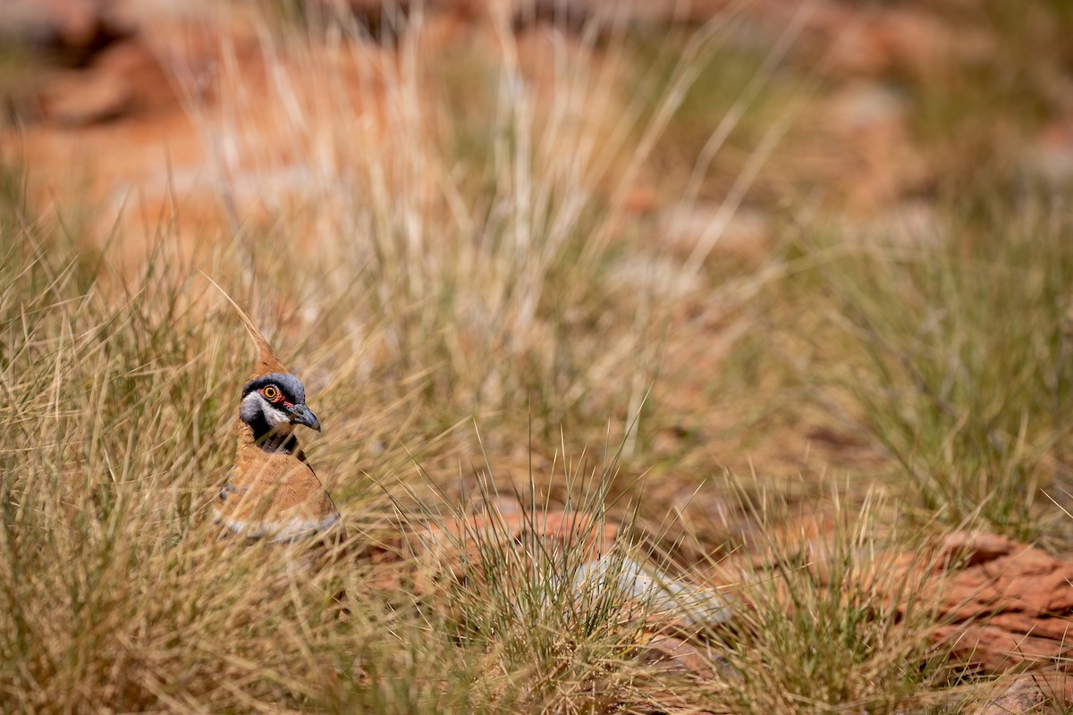 Spinifex Pigeon - ML500081091