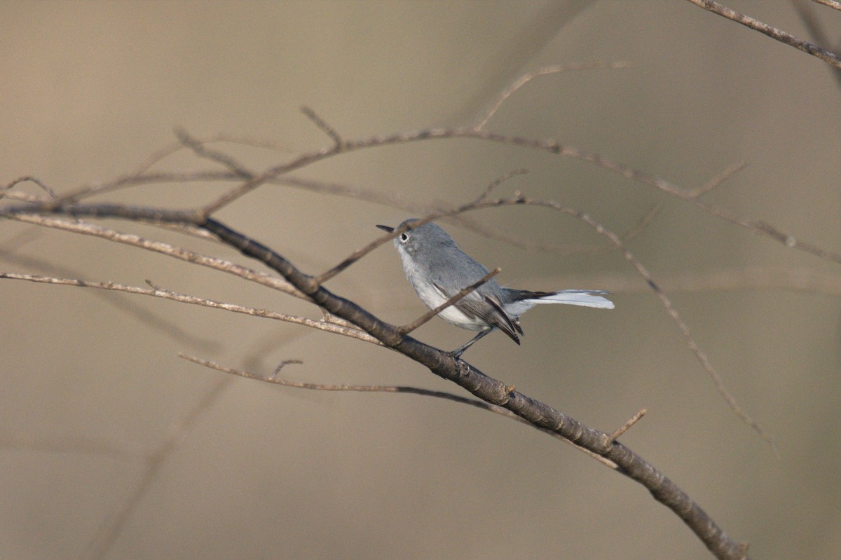 Blue-gray Gnatcatcher - ML500081351