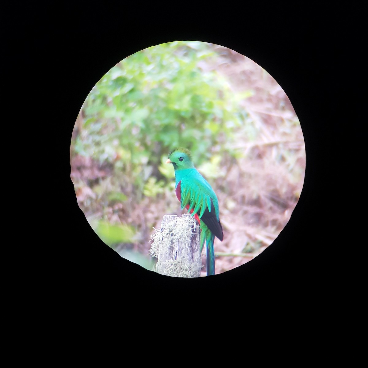 Resplendent Quetzal - ML500081441