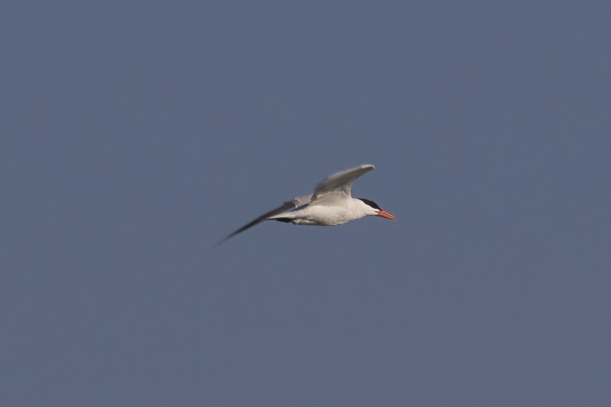 Txenada mokogorria - ML500081611