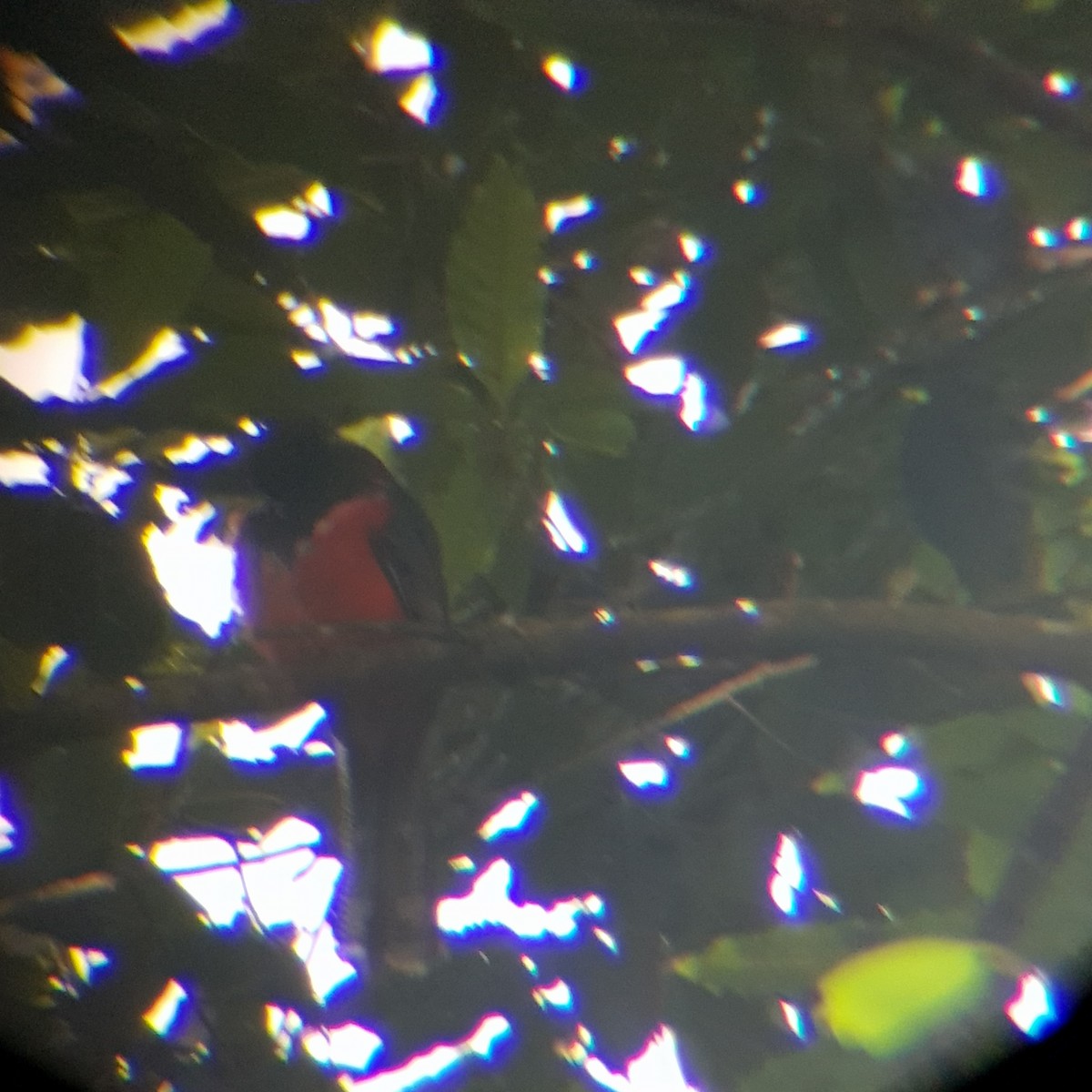 Collared Trogon (Orange-bellied) - ML500081701