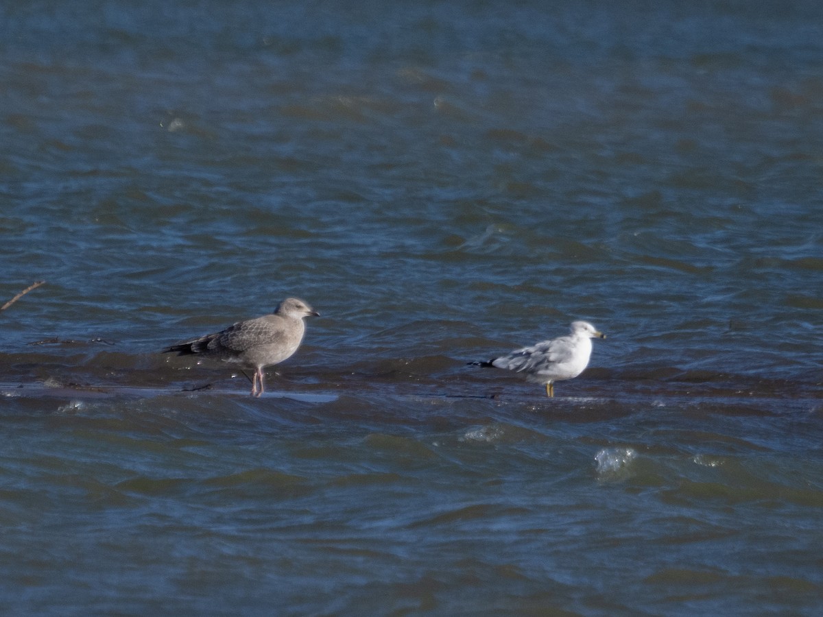 Iceland Gull - ML500081811