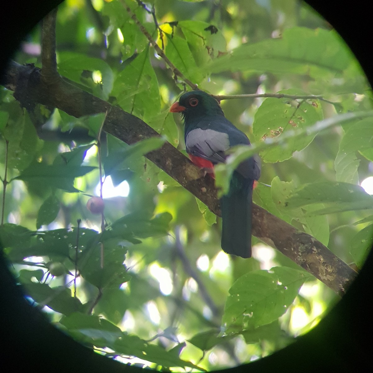 Slaty-tailed Trogon - ML500082001