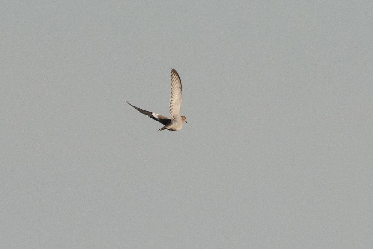 White-winged Dove - ML500082191