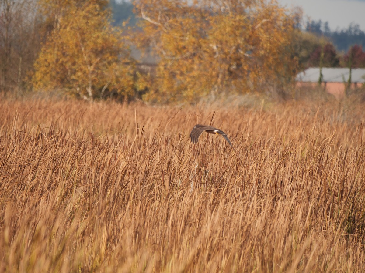 Northern Harrier - ML500082881