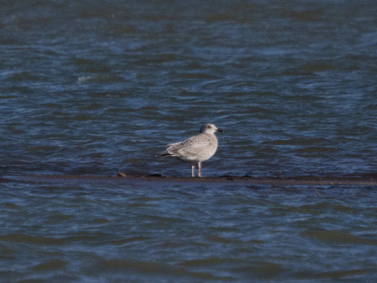 Iceland Gull - ML500083071