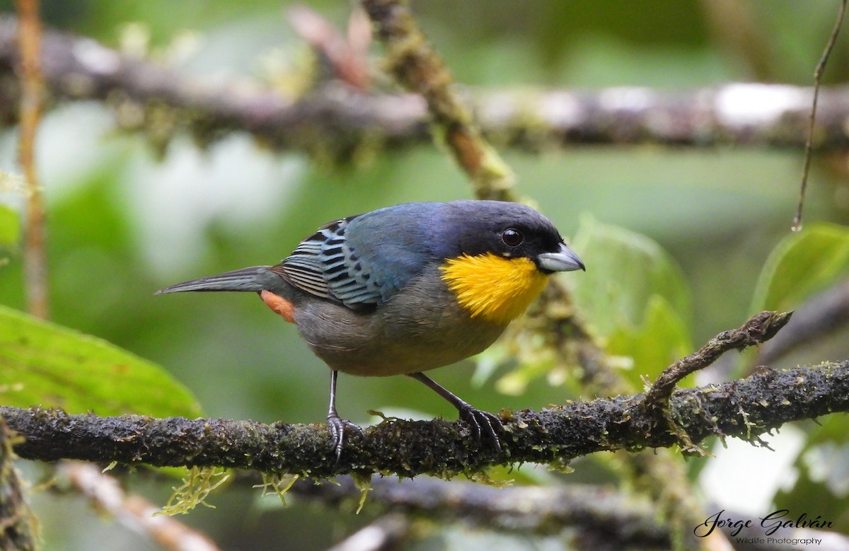 Yellow-throated Tanager - Jorge Galván
