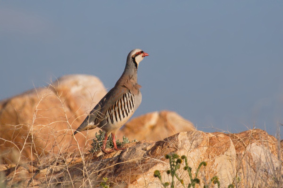 Chukar - ML50008341