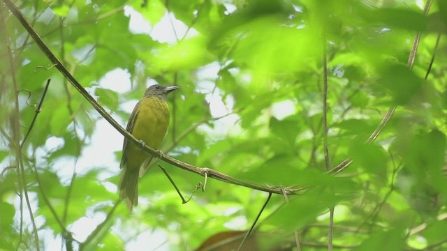 Black-throated Shrike-Tanager - ML500083461