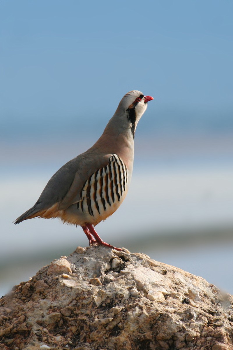 Chukar - ML50008361