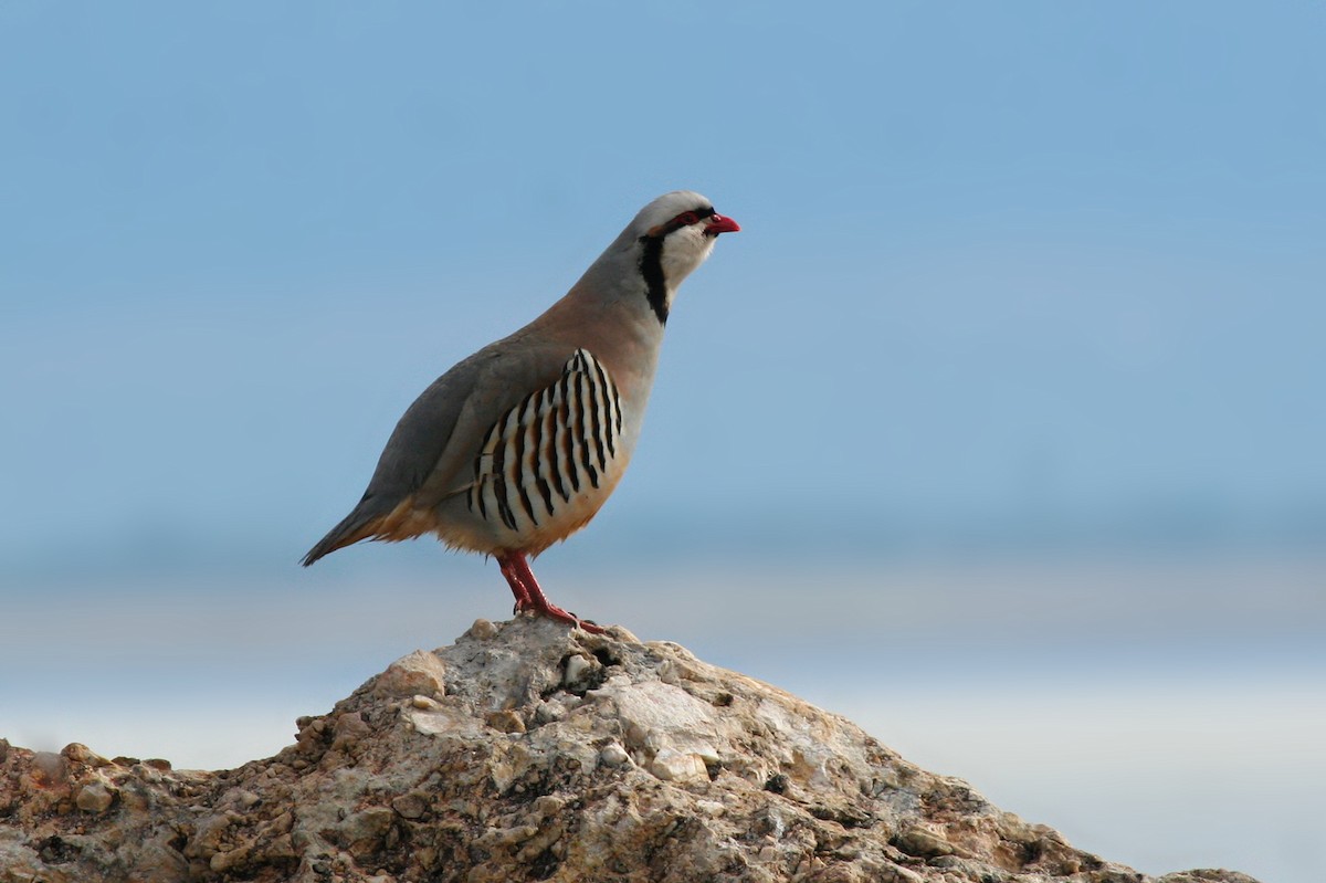 Chukar - ML50008371