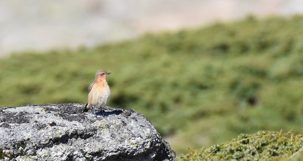 Northern Wheatear - ML500083711