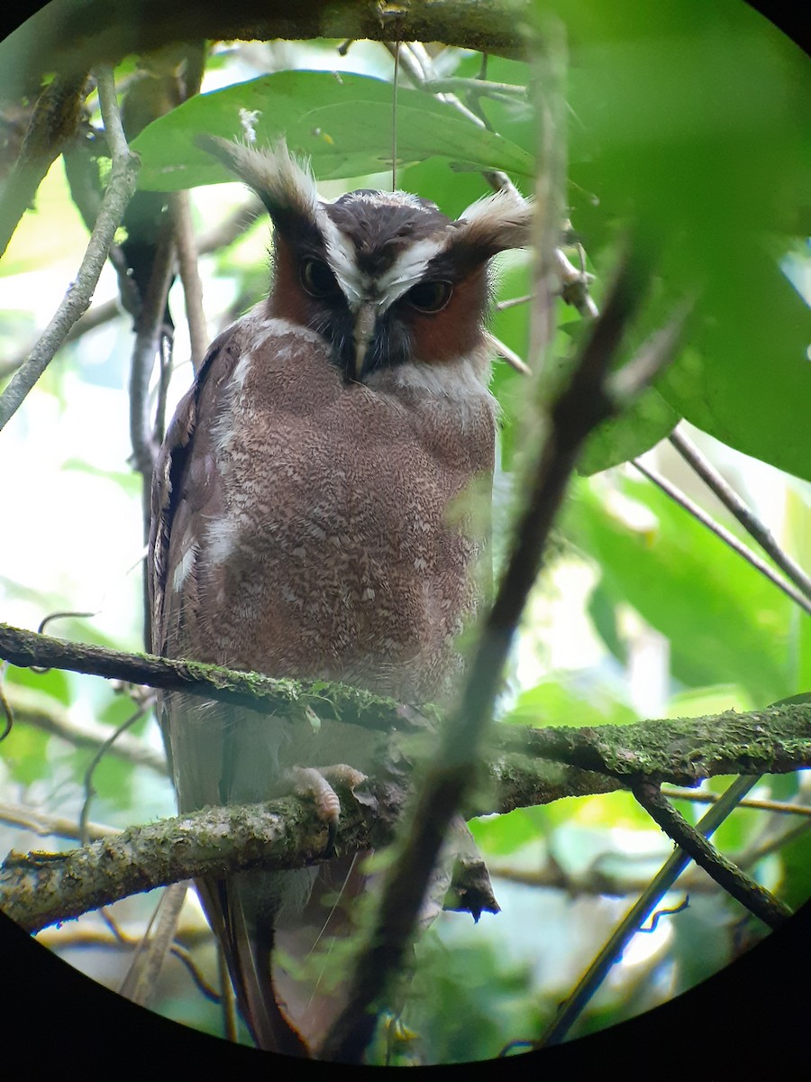 Crested Owl - Tino Sanchez