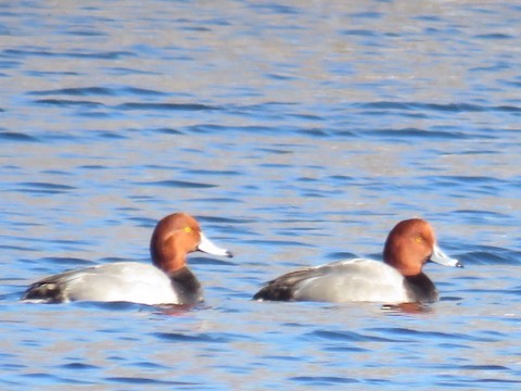 Redhead - ML500084491