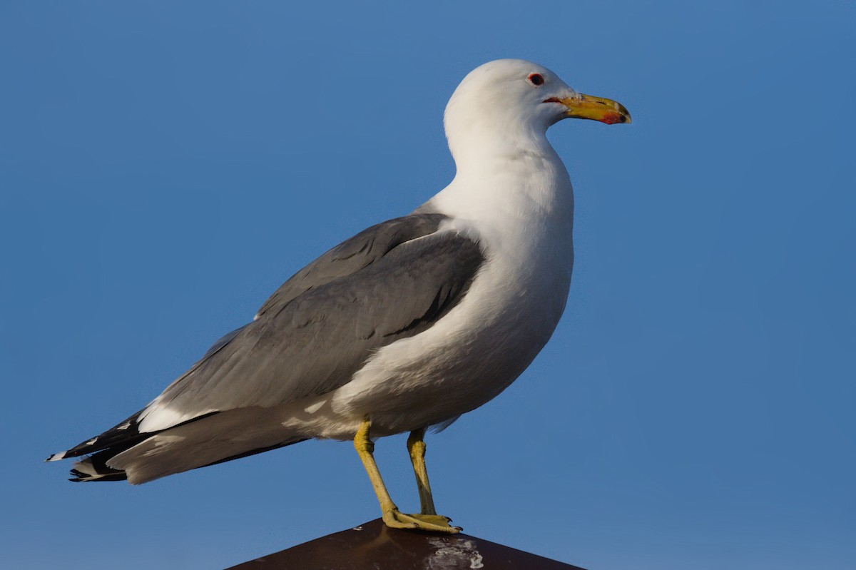 California Gull - Don-Jean Léandri-Breton