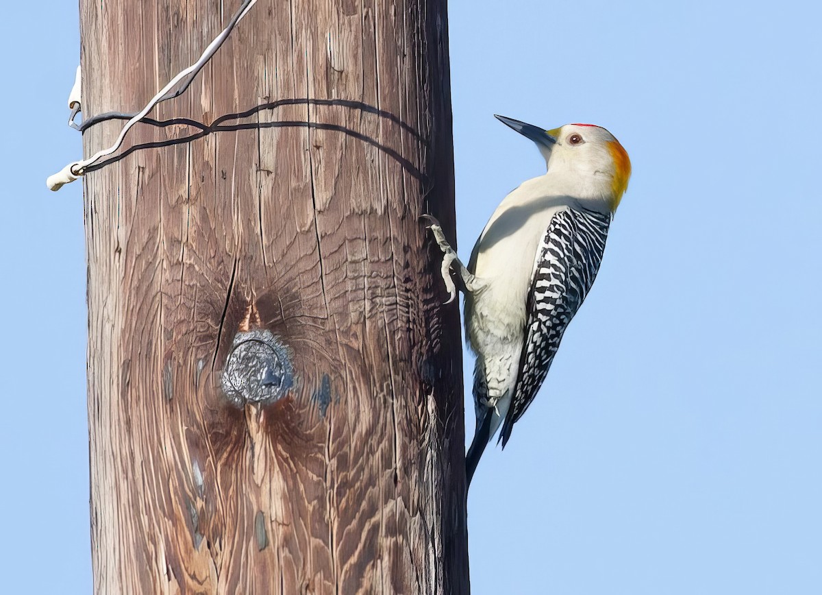 Golden-fronted Woodpecker - Nick Pulcinella