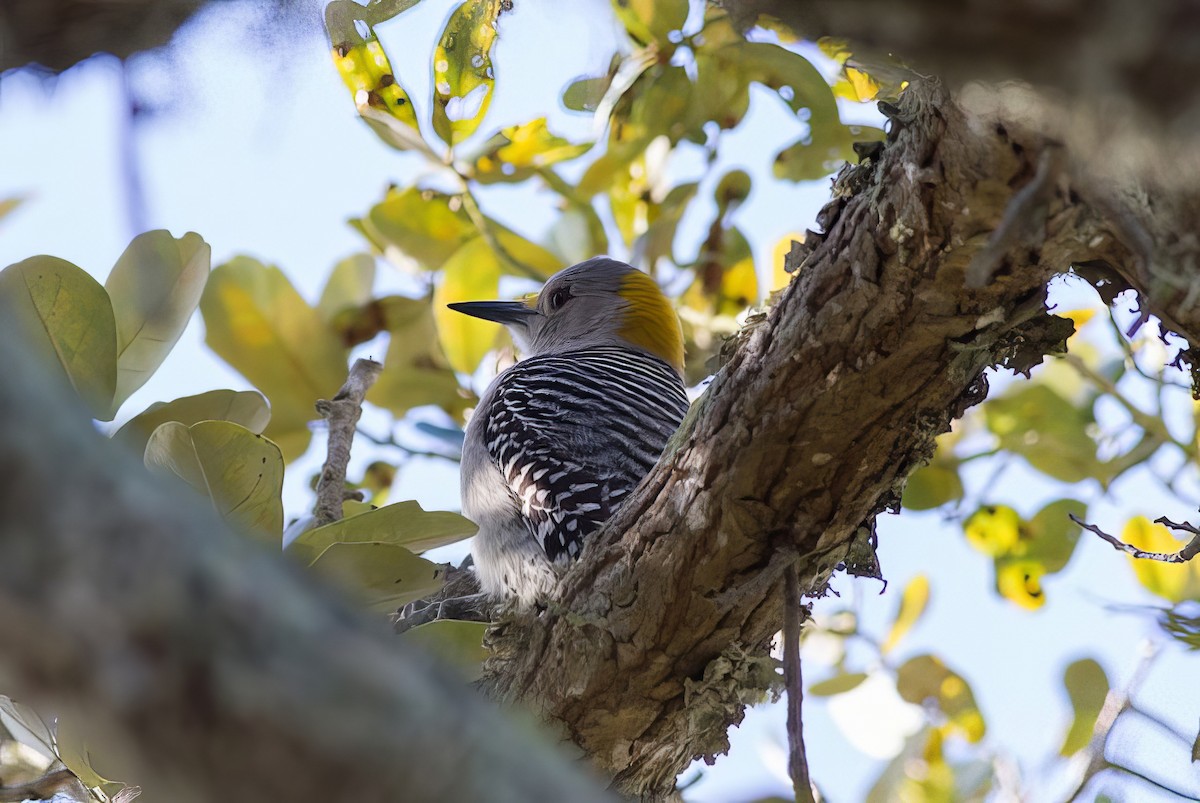 Golden-fronted Woodpecker - Nick Pulcinella