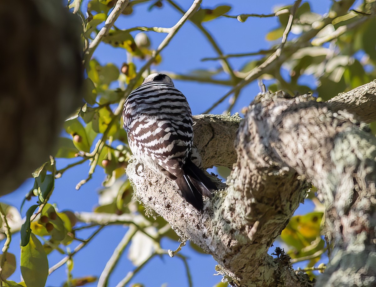 Ladder-backed Woodpecker - ML500086521