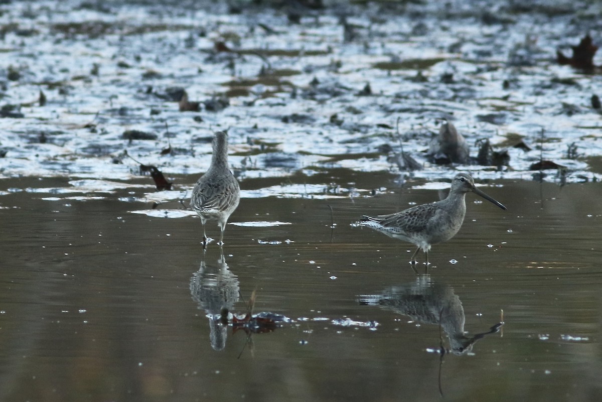 Long-billed Dowitcher - ML500086631