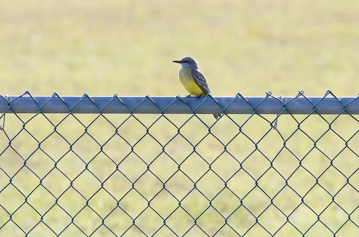 Tropical/Couch's Kingbird - ML500086681