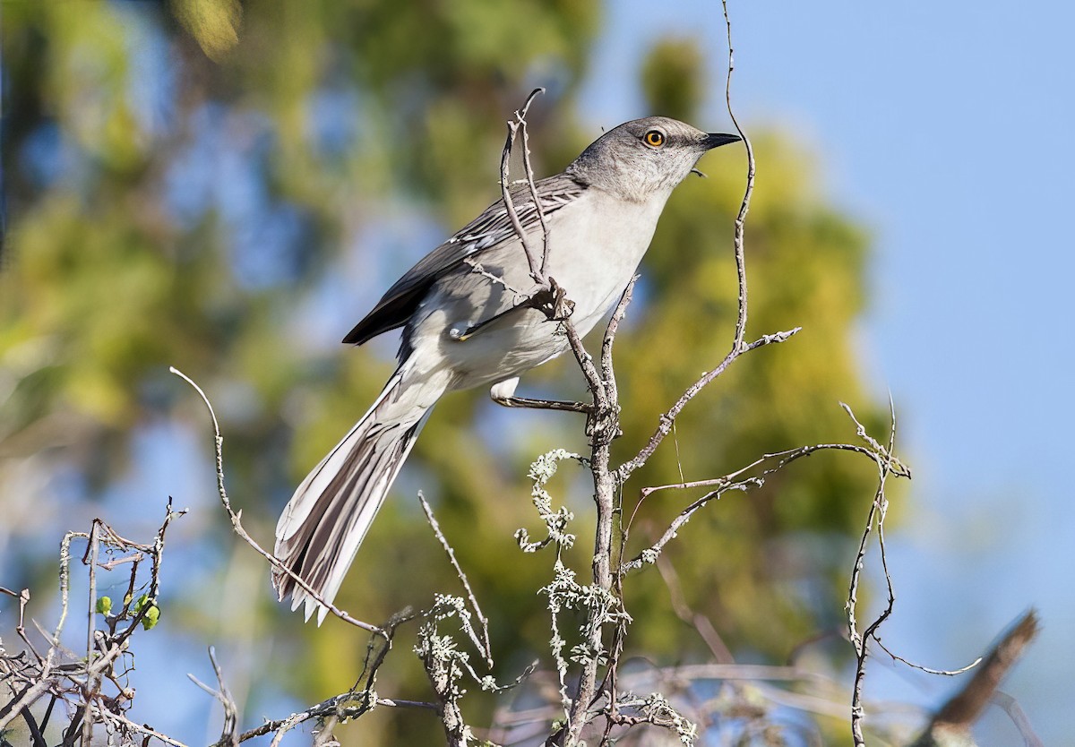 Northern Mockingbird - ML500086821