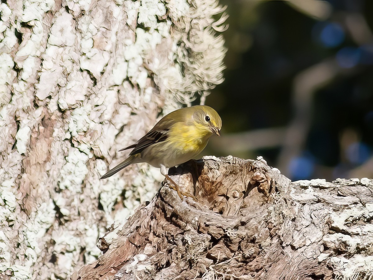 Pine Warbler - Nick Pulcinella