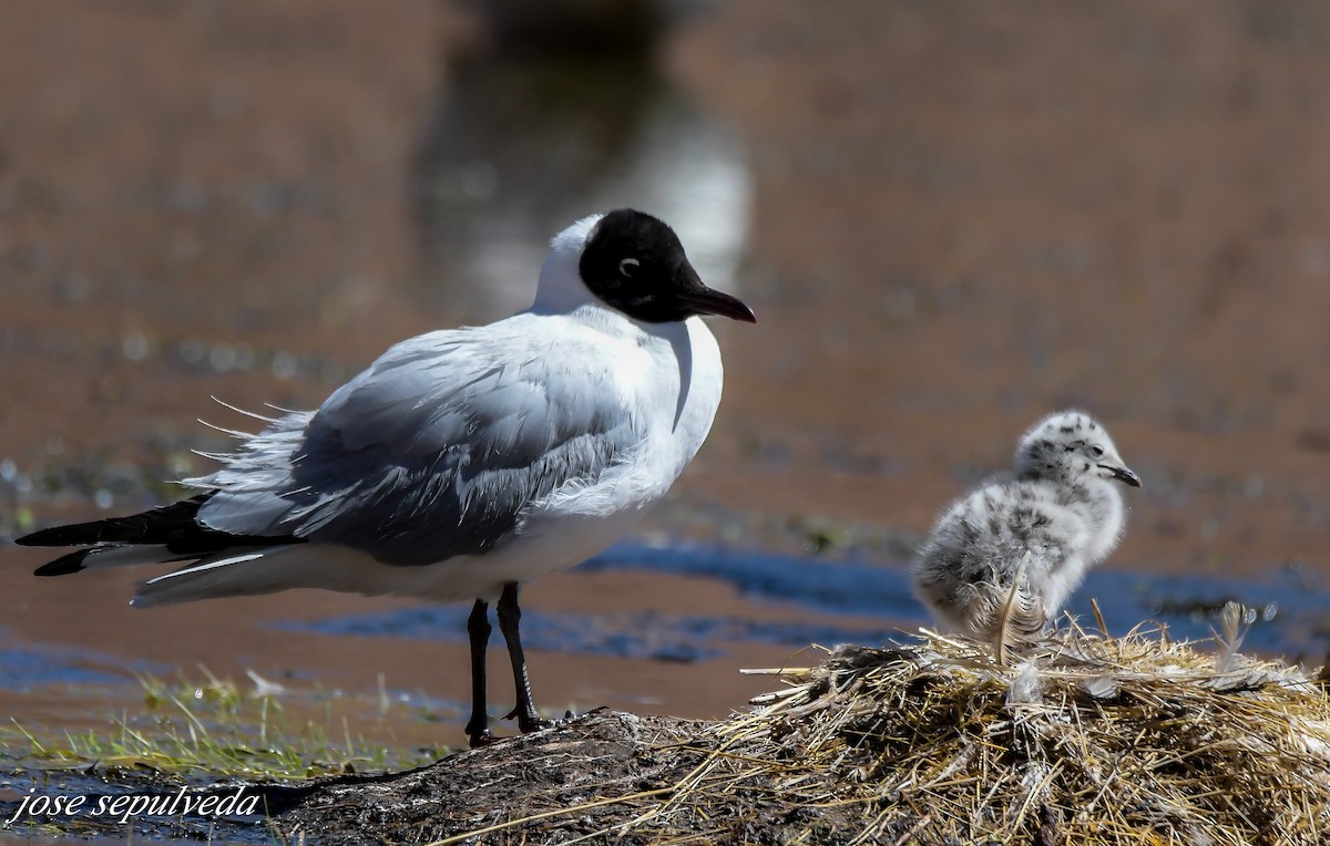 ML500087881 - Andean Gull - Macaulay Library