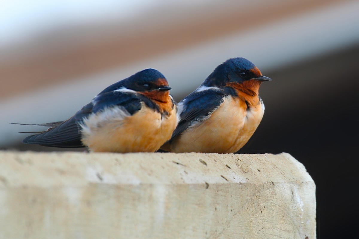 Barn Swallow - Don-Jean Léandri-Breton