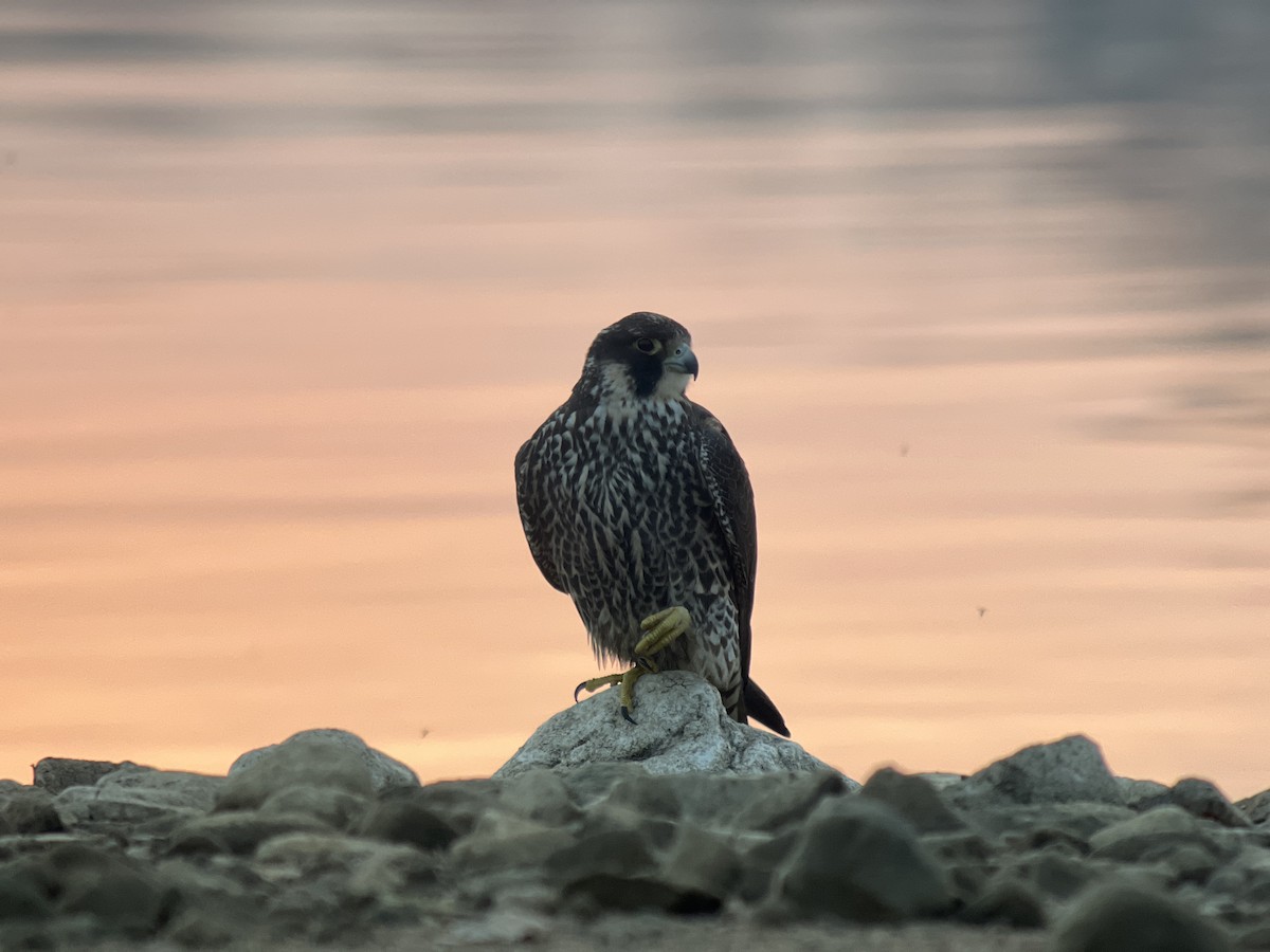 Halcón Peregrino - ML500088221