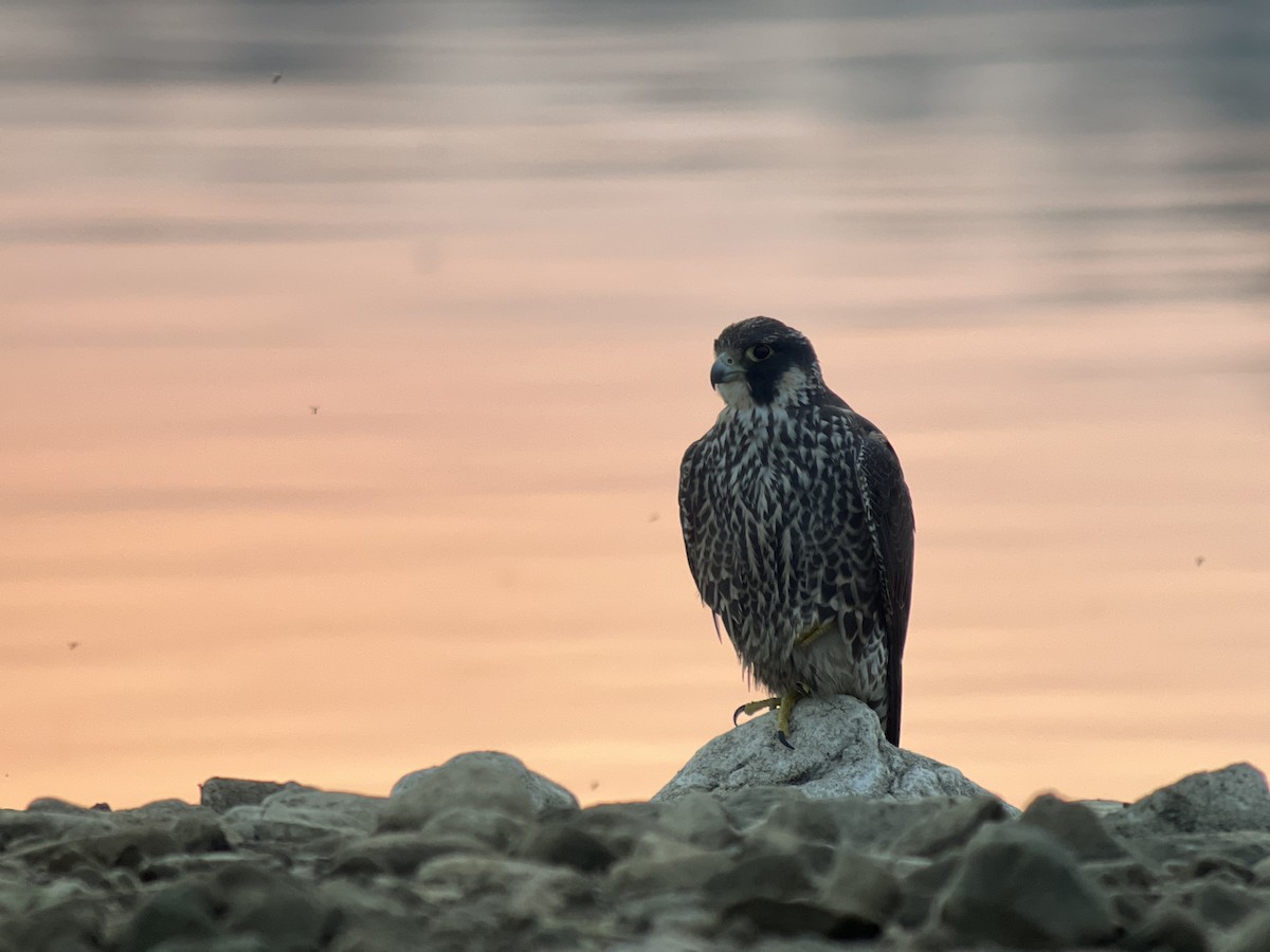 Peregrine Falcon - John Kuenzli