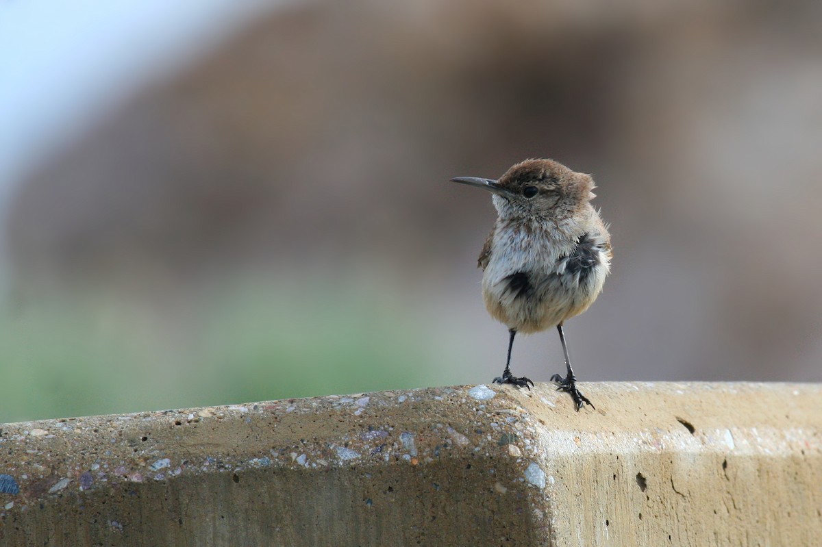 Rock Wren - ML50008831