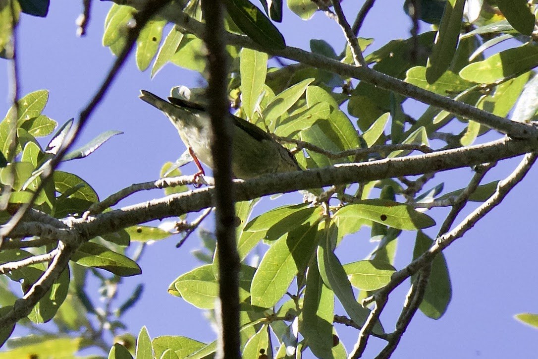 Red-legged Honeycreeper - ML500088801