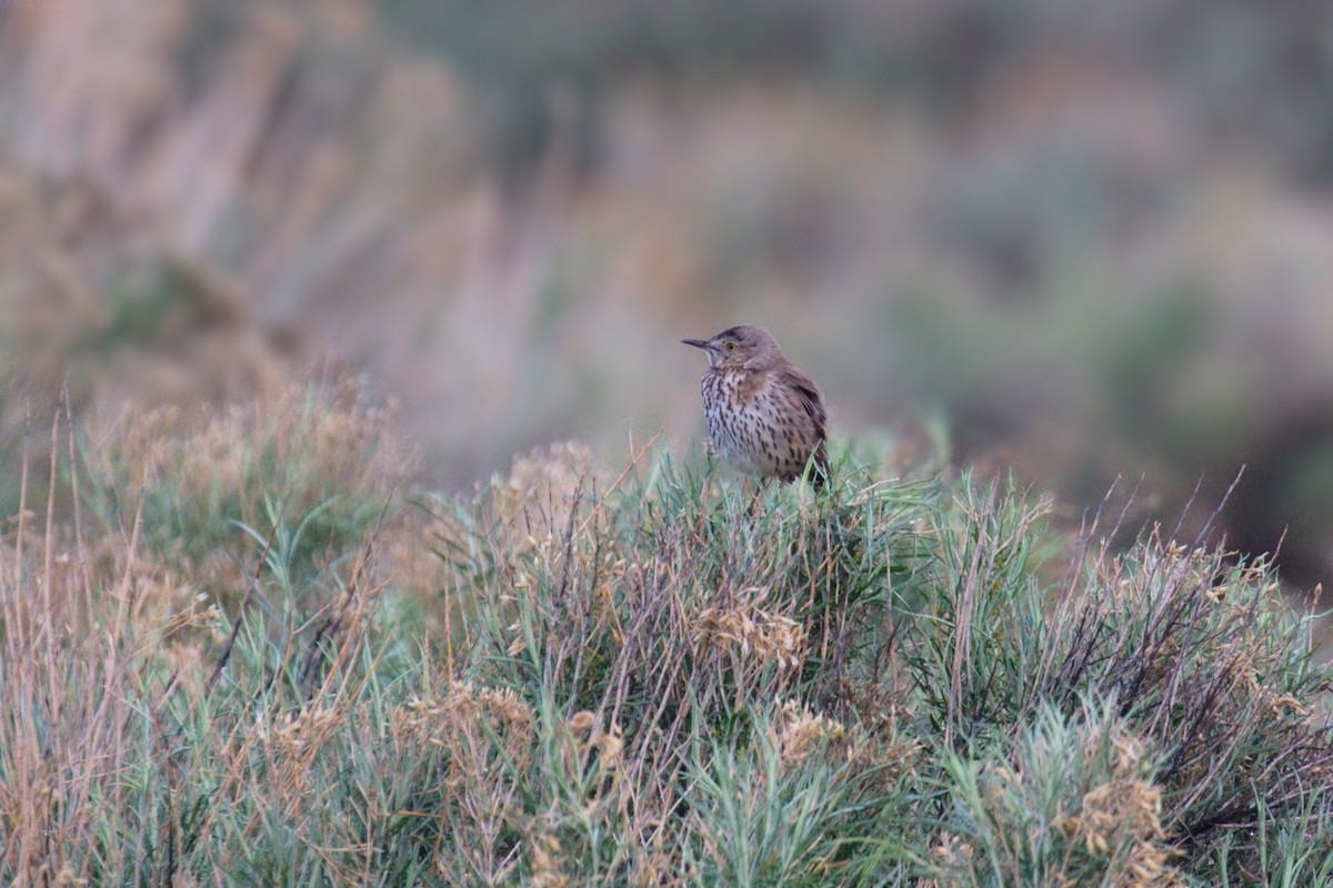 Sage Thrasher - ML50008891