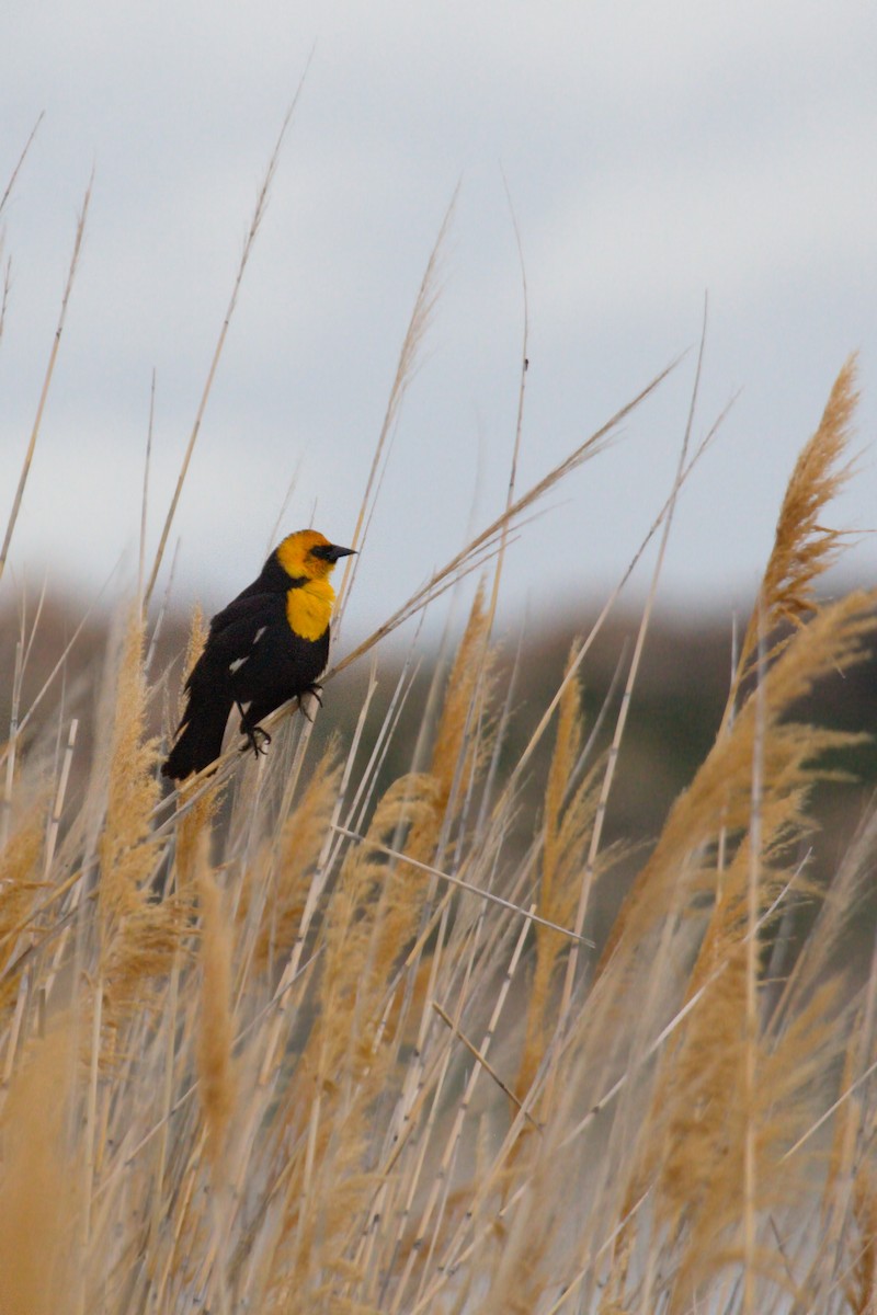 Yellow-headed Blackbird - ML50008931