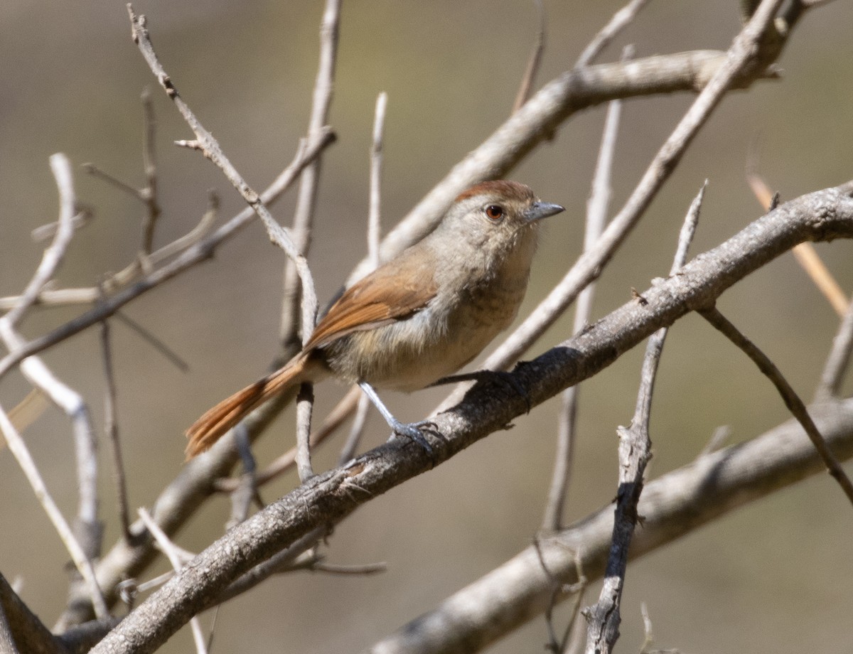 Rufous-capped Antshrike - ML500089491