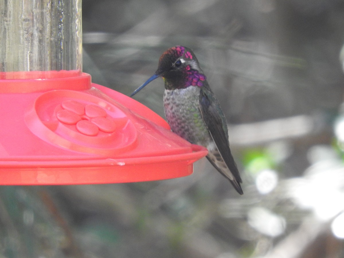 Anna's Hummingbird - ML50008991