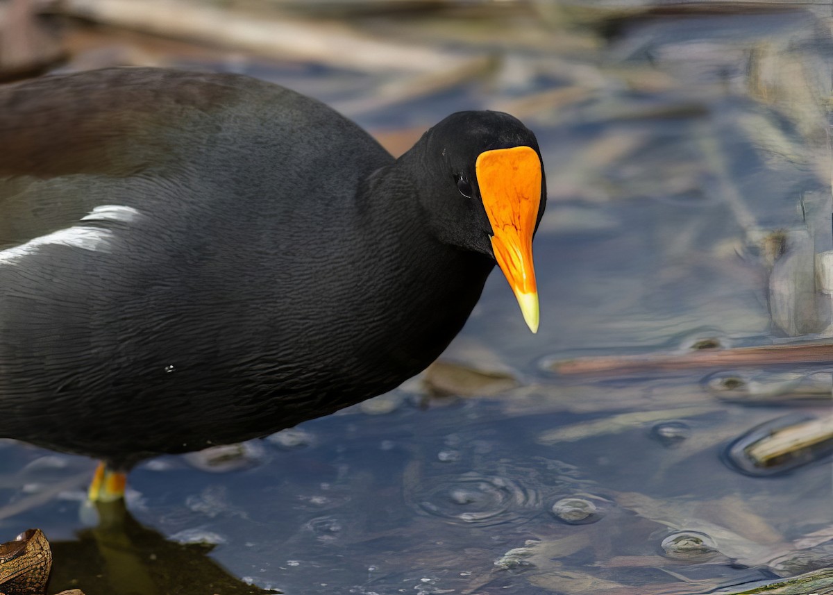 Gallinule d'Amérique (groupe galeata) - ML500090791