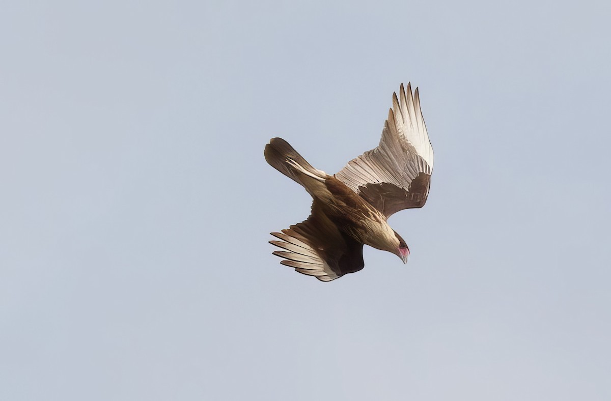 Crested Caracara (Northern) - ML500091321