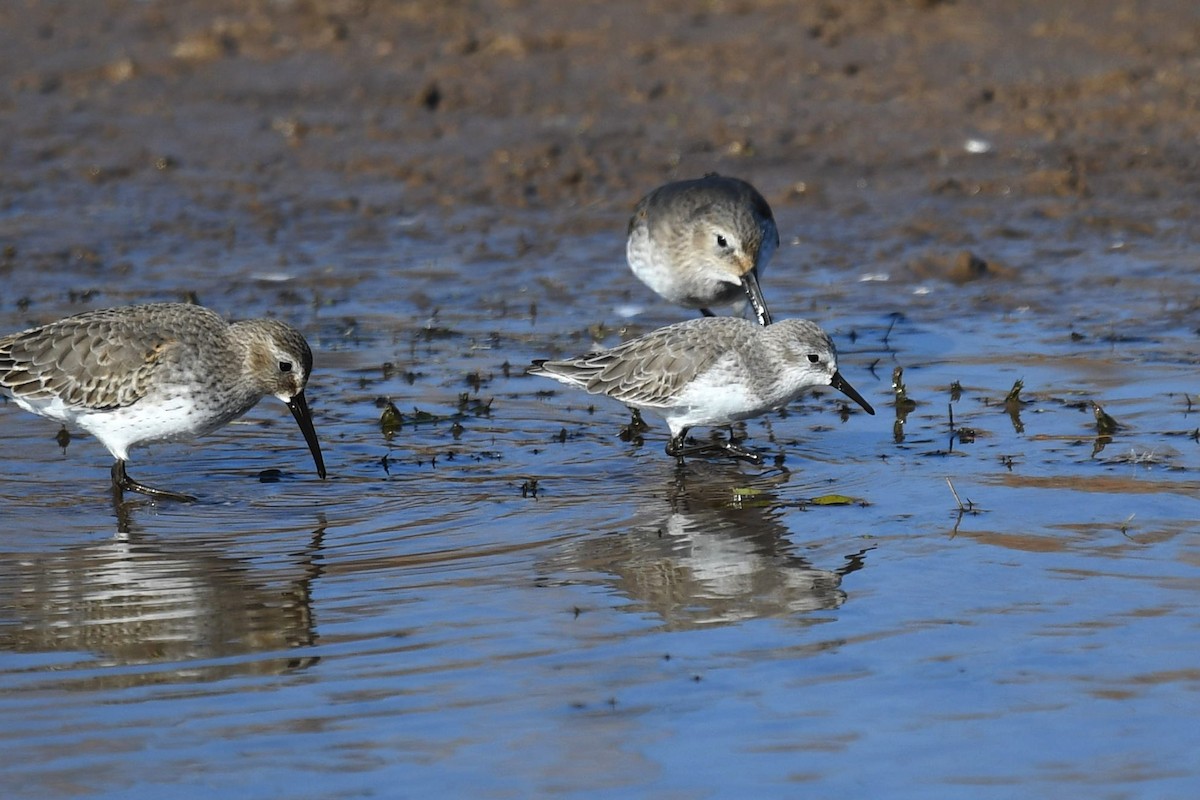 Western Sandpiper - Joel Trick