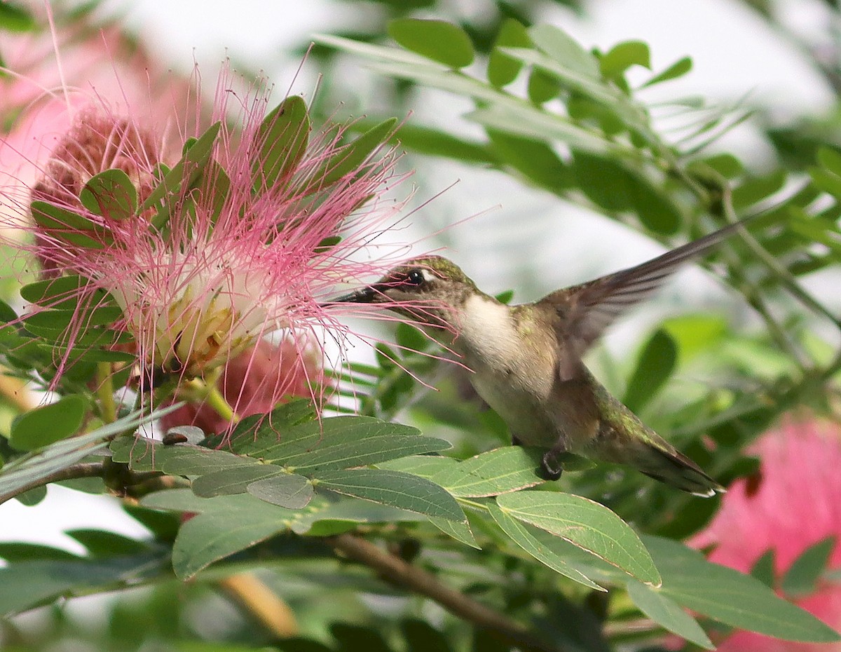 Ruby-throated Hummingbird - Roberta Blair