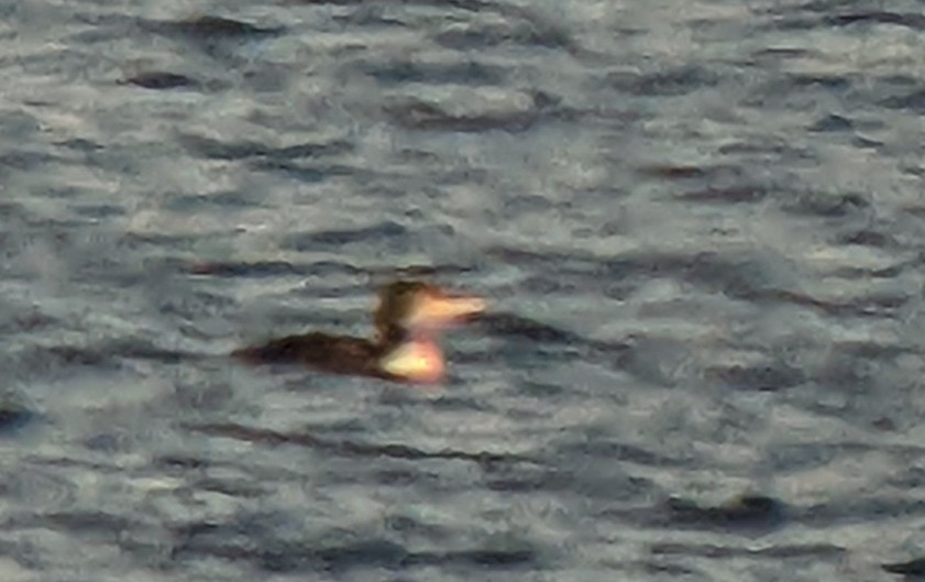 Plongeon huard ou P. à bec blanc - ML500093061