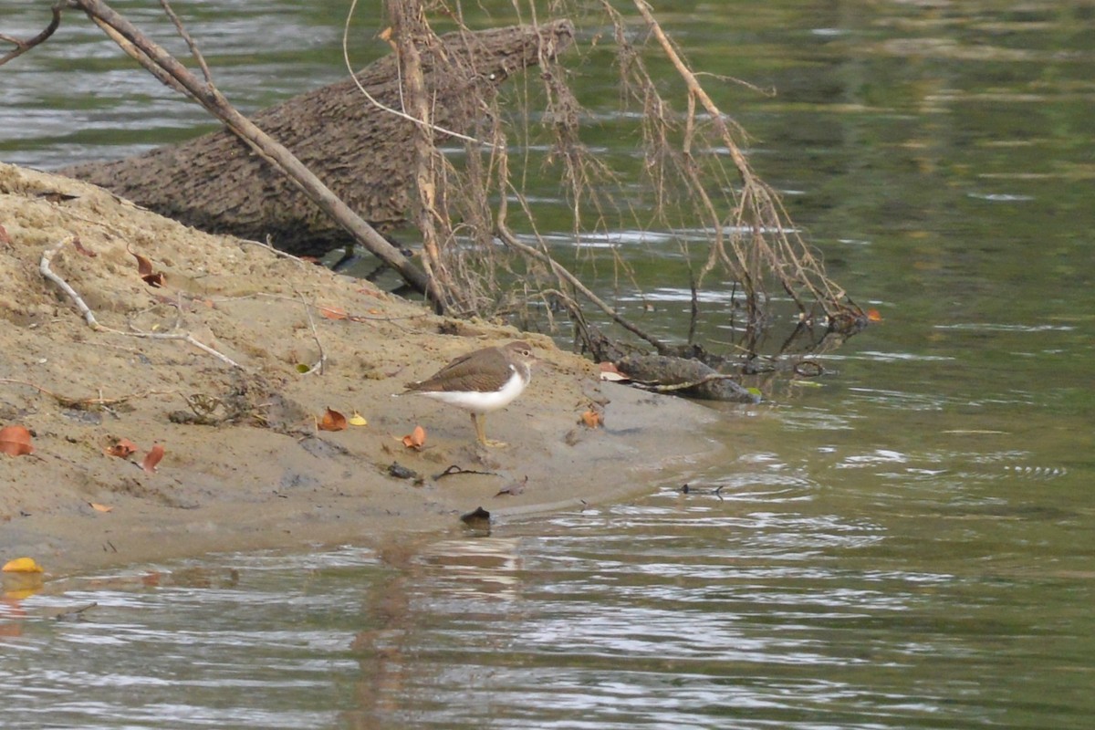 Common Sandpiper - ML500093511