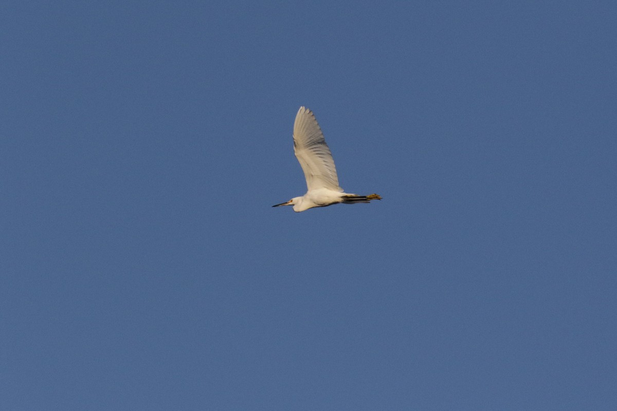 Snowy Egret - ML500093541